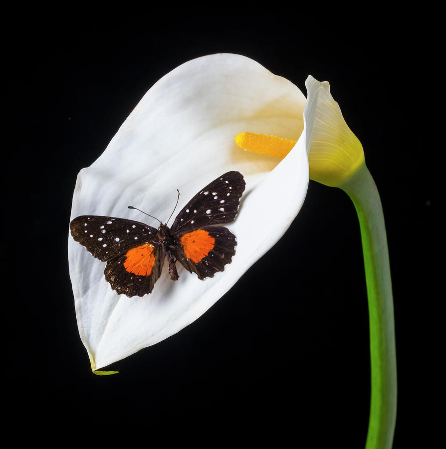 Flower Photograph - Resting On A Calla Lily by Garry Gay