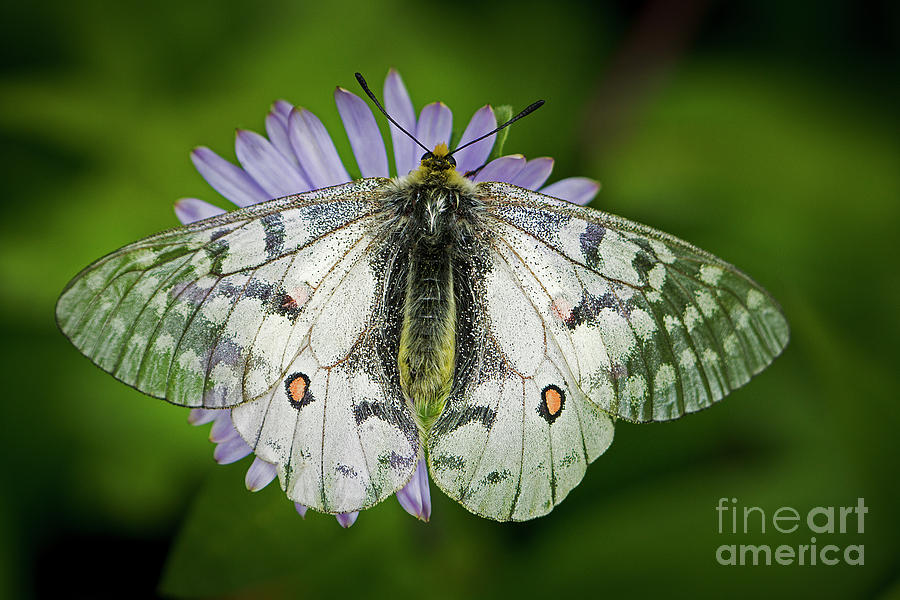 Butterfly Photograph - Resting on a Mountain Aster by Sonya Lang