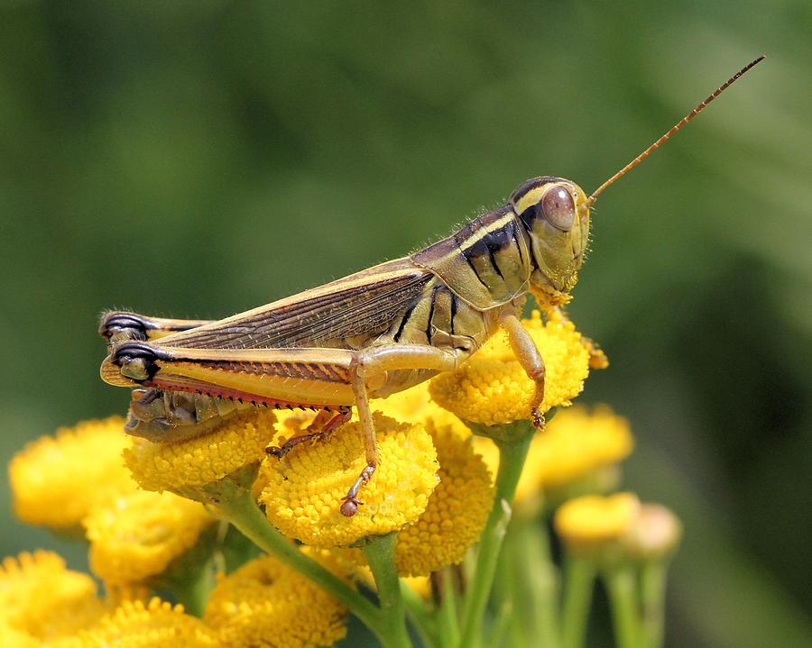 Grasshopper Photograph - Resting on Sunshine by Doris Potter