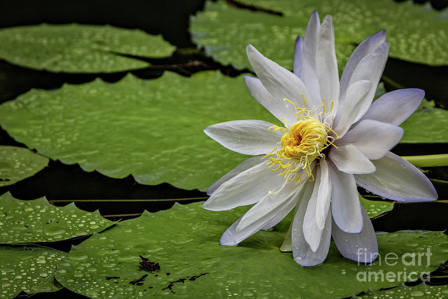 Lily Photograph - Resting On The Lilypad by Doug Sturgess