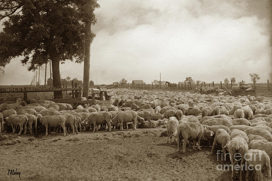 Sheep Photograph - Resting on trip to new pasture, Stockton May 24, 1909 by Monterey County Historical Society