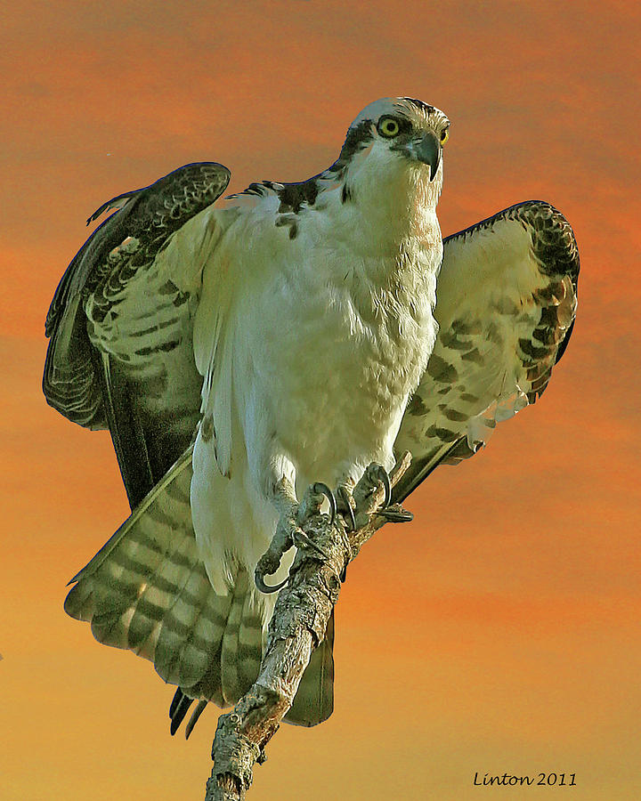 Resting Osprey At Sunset Photograph by Larry Linton