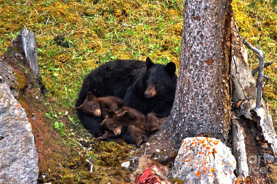 Resting Peacefully In Jasper Photograph by Adam Jewell