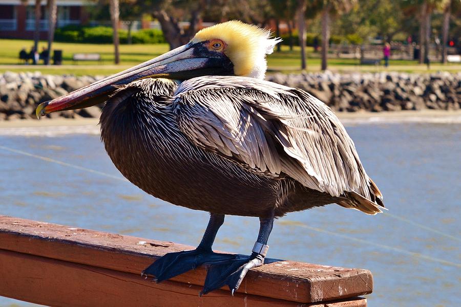 Resting Pelican Photograph by Eileen Brymer