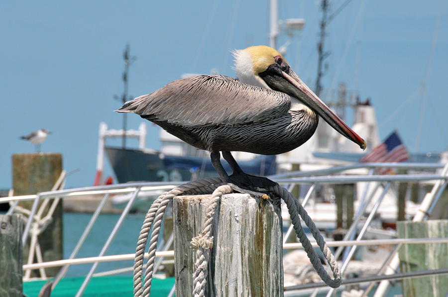 Pelican Photograph - Resting Pelican by Jerry Frishman