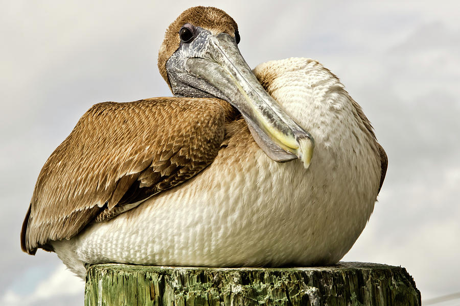 Resting Pelican Photograph by Wolfgang Stocker