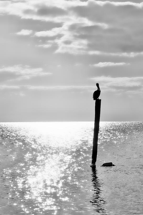 Resting Pelicano Black and White Photograph by Allan Van Gasbeck