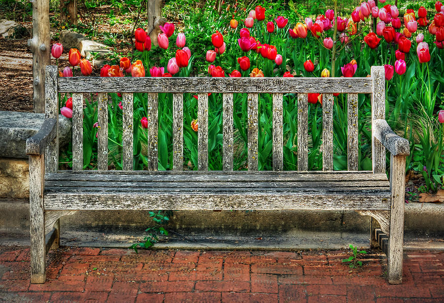 Tulip Photograph - Resting Place  #2 by Michael Ciskowski