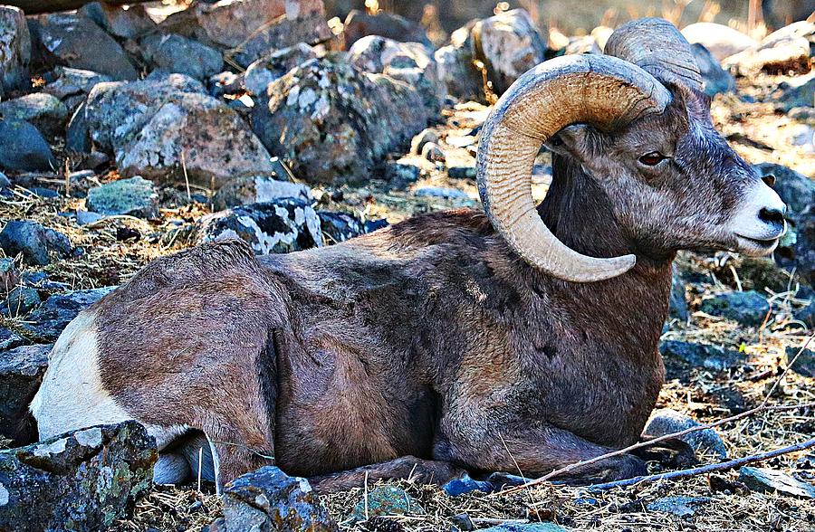 Resting Ram Photograph by Kathleen Voort - Pixels