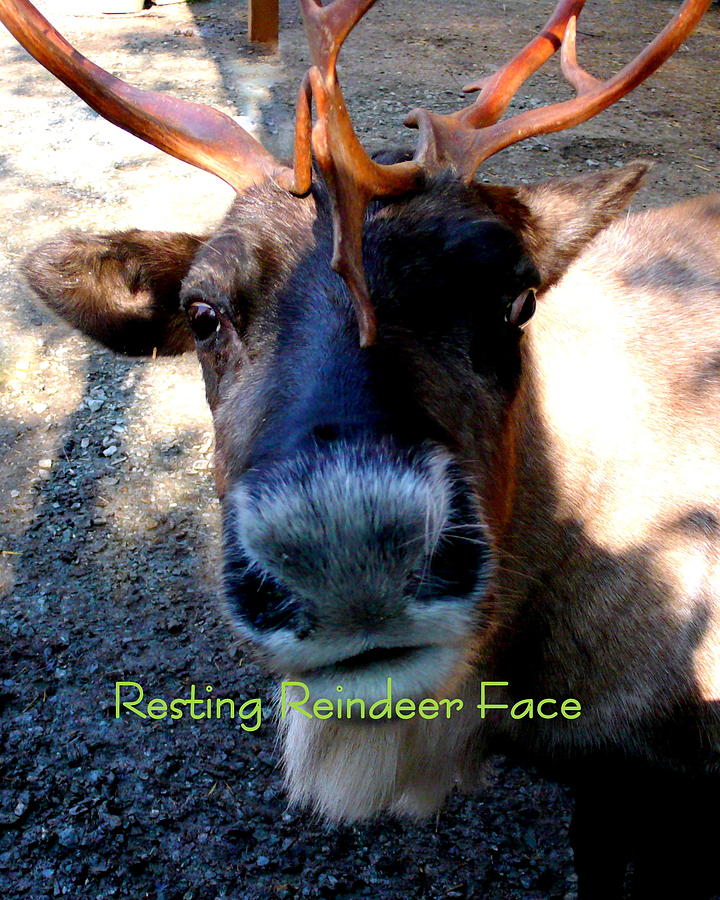 Resting Reindeer Face Photograph by Katy Hawk