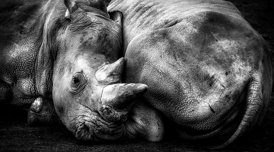 Resting Rhinos Photograph by Mountain Dreams