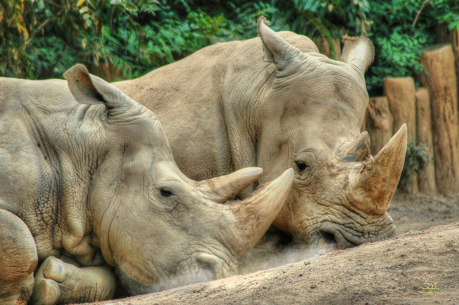 Resting Rhinos Photograph by Sam Davis Johnson