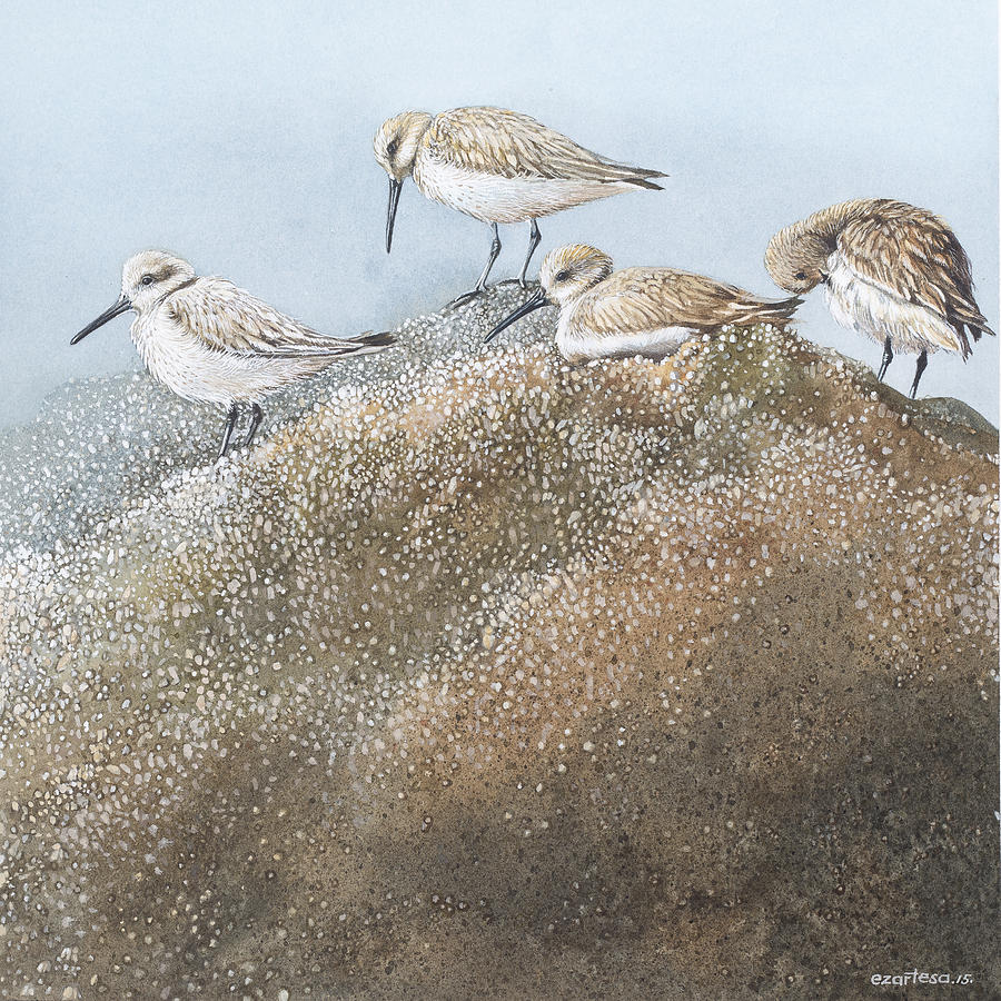 Sandpiper Painting - Resting Sanderlings 3 by Ezartesa