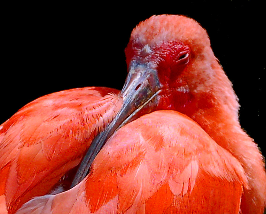 Resting Scarlet Ibis Photograph by Donna Proctor