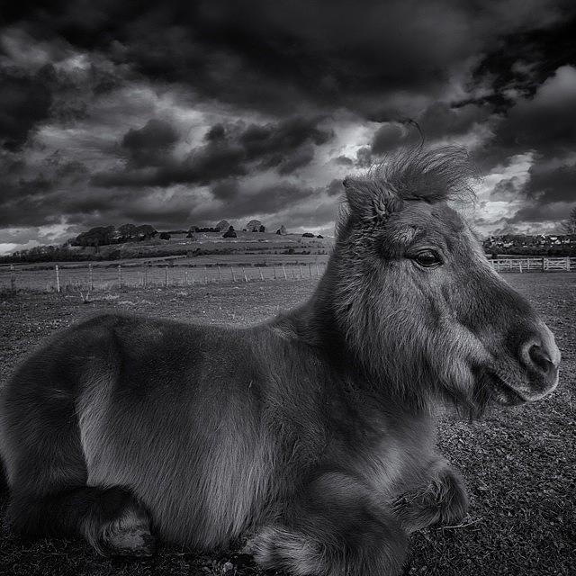 Horse Photograph - Resting Shetland #pony #horse #cute by Tobias King