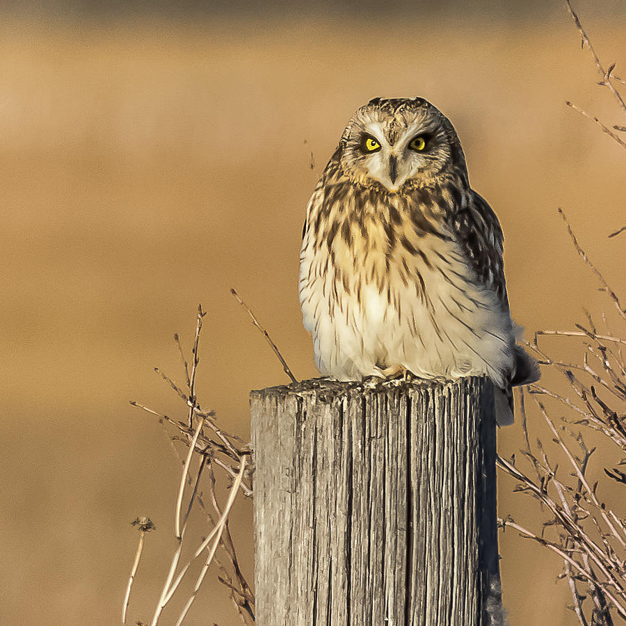 Resting Short Eared Owl Photograph by Yeates Photography