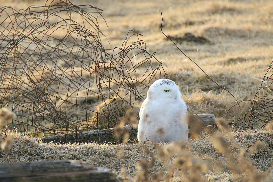 Resting Snowy Owl 5 Photograph by Brook Burling
