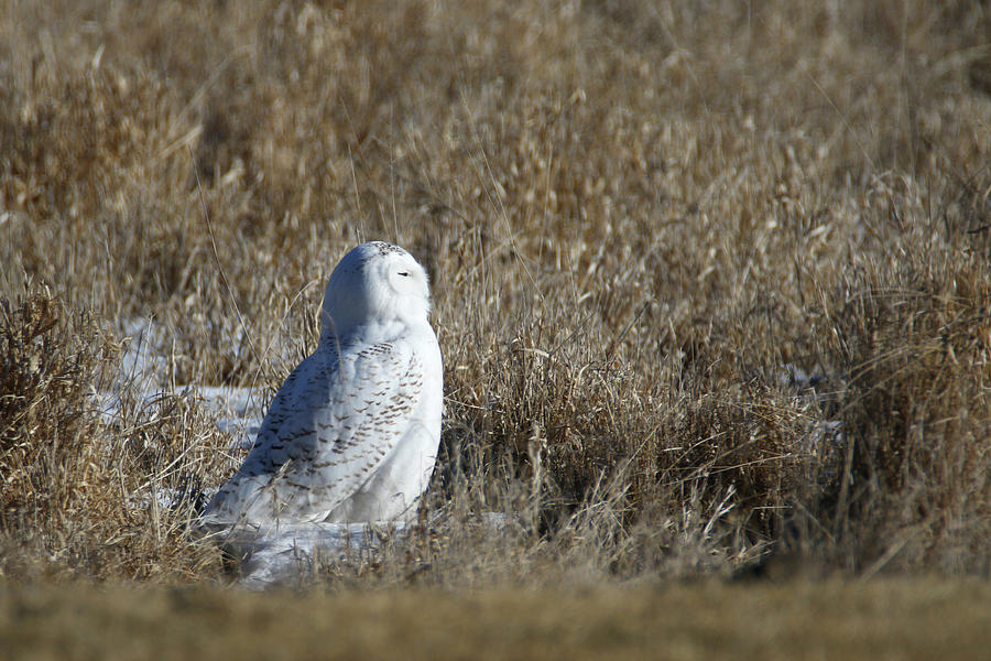 Resting Snowy Owl Photograph by Brook Burling