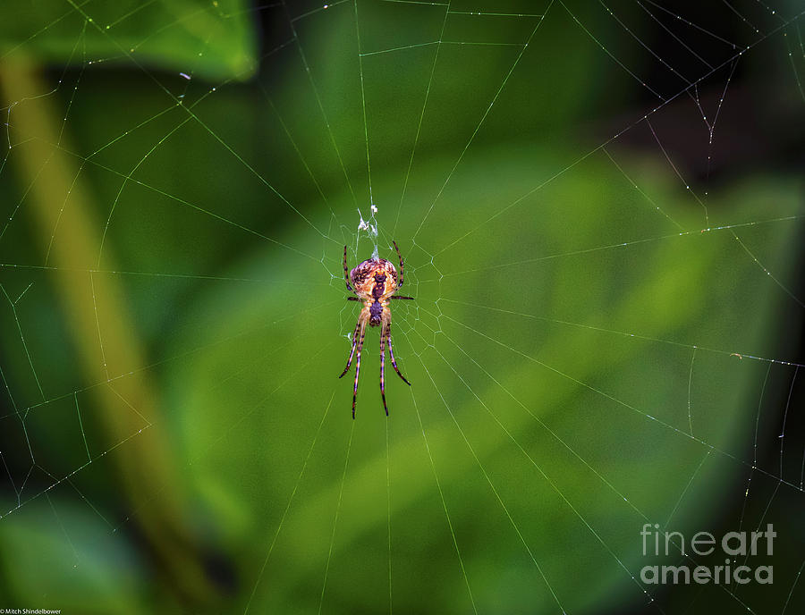 Resting  Spider Photograph by Mitch Shindelbower