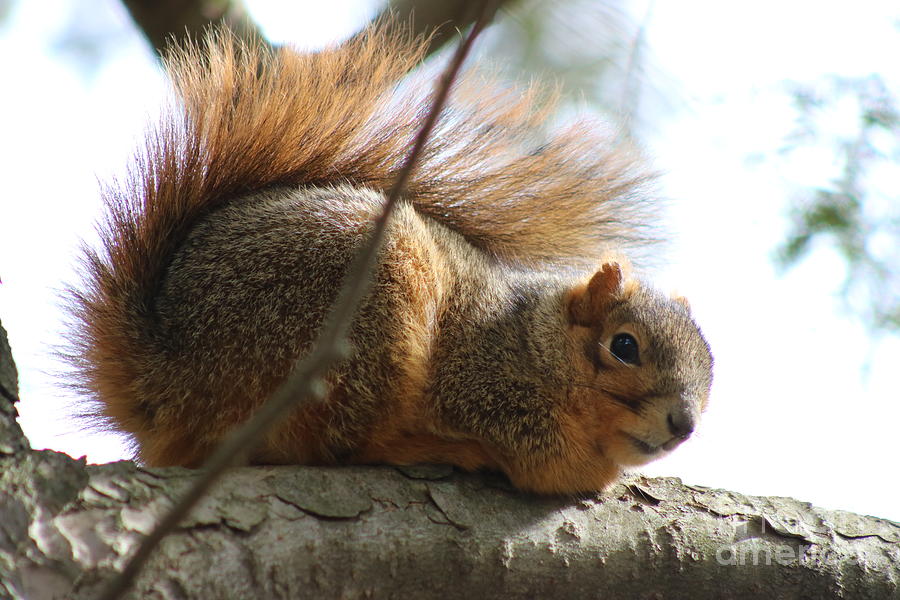 Resting Squirrel Photograph by Erick Schmidt