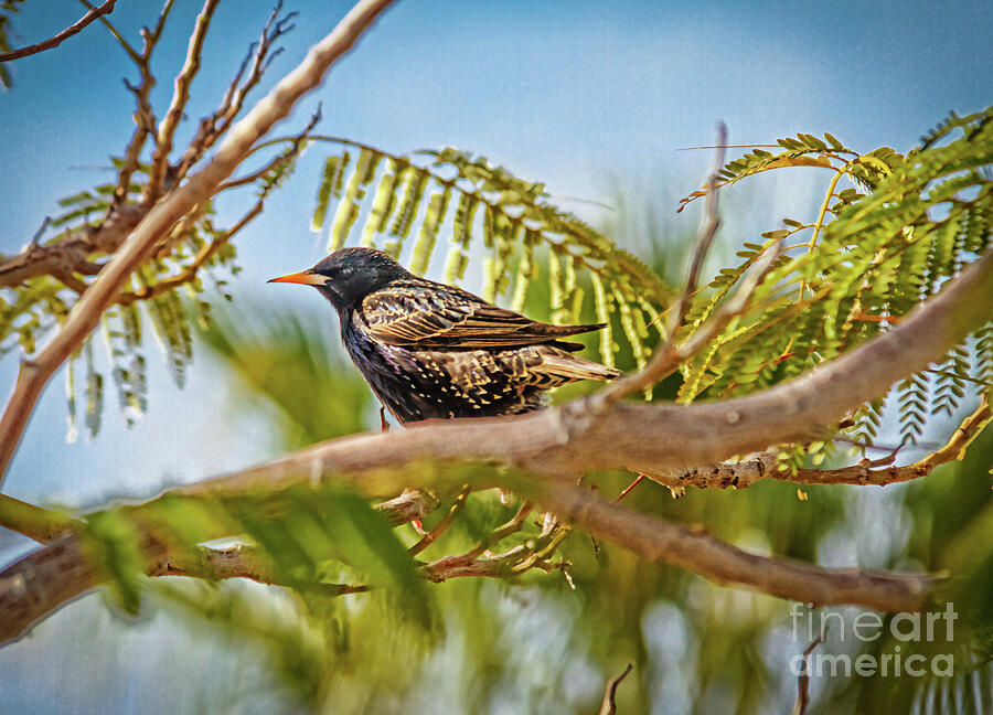 Resting Starling Photograph by Robert Bales