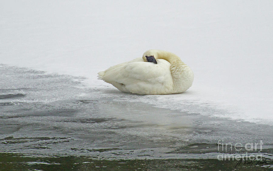 Resting Swan-Signed-#1314 Photograph by J L Woody Wooden