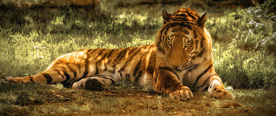 Resting Tiger Photograph by Chris Boulton