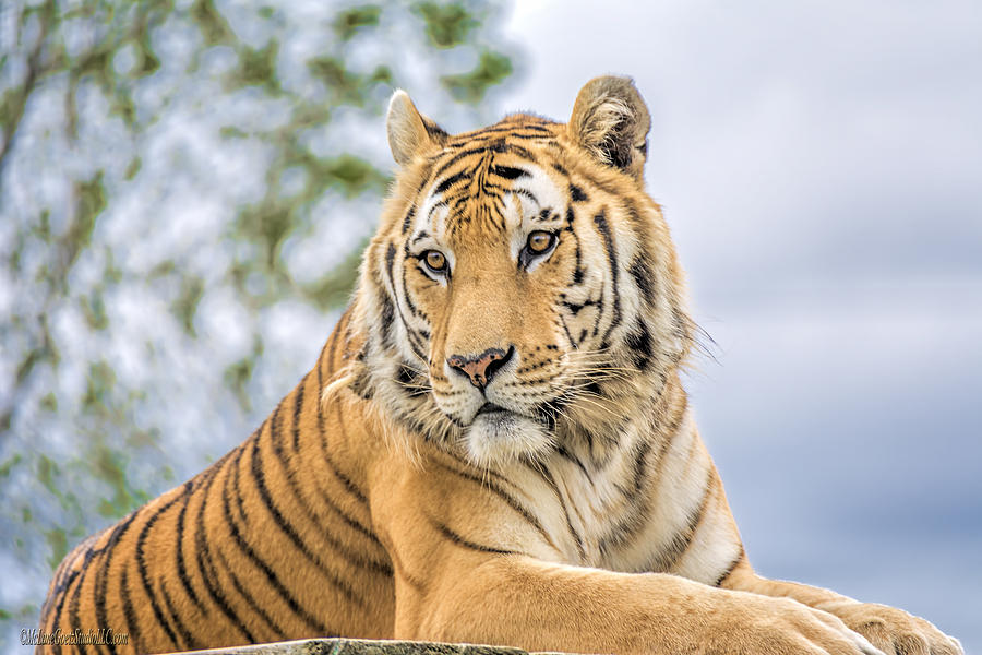 Nature Photograph - Resting tiger by LeeAnn McLaneGoetz McLaneGoetzStudioLLCcom