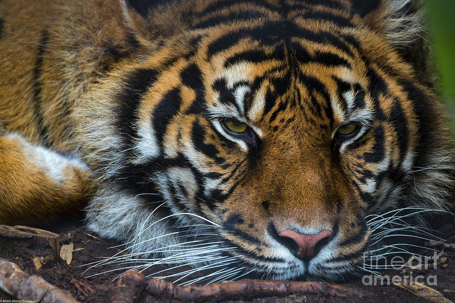 Resting Tiger Photograph by Mitch Shindelbower