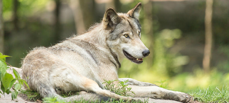 Resting timber wolf Photograph by Josef Pittner