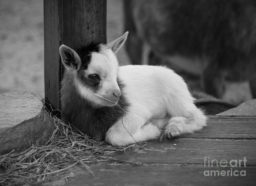 Resting Time, Black and White Photograph by Liesl Walsh
