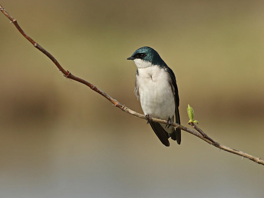 Resting Tree Swallow Photograph by Inge Riis McDonald