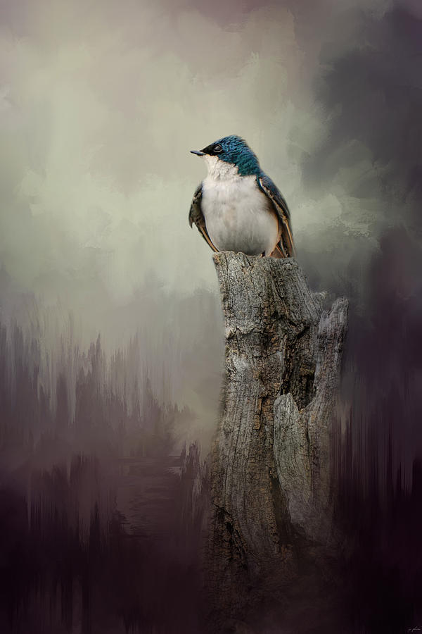 Bird Photograph - Resting Tree Swallow by Jai Johnson