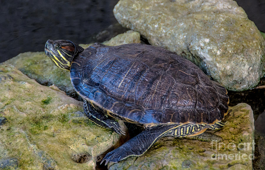 Wildlife Photograph - Resting Turtle by Cheryl Baxter