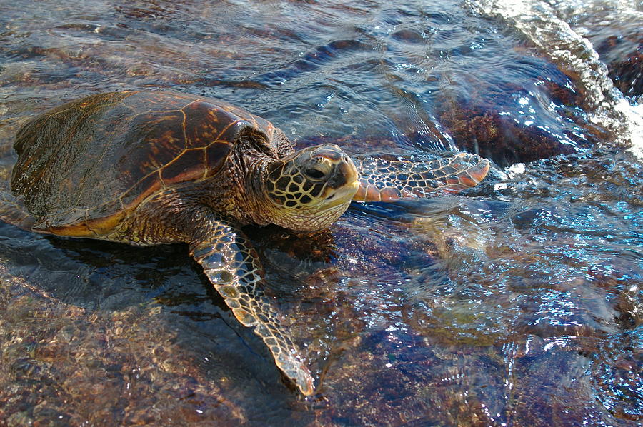 Wildlife Photograph - Resting Turtle by Sandra Shaw