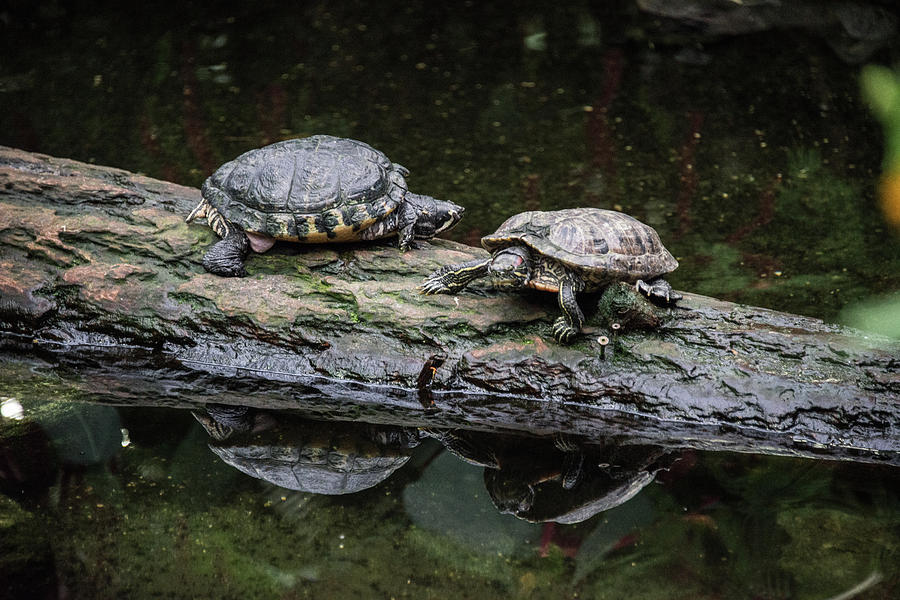 resting turtles on a log by Michael Bessler resting turtles on a log by Michael Bessler