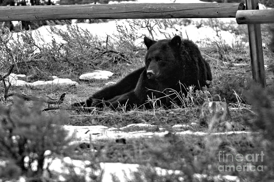 Resting Under The Fence Black And White Photograph by Adam Jewell