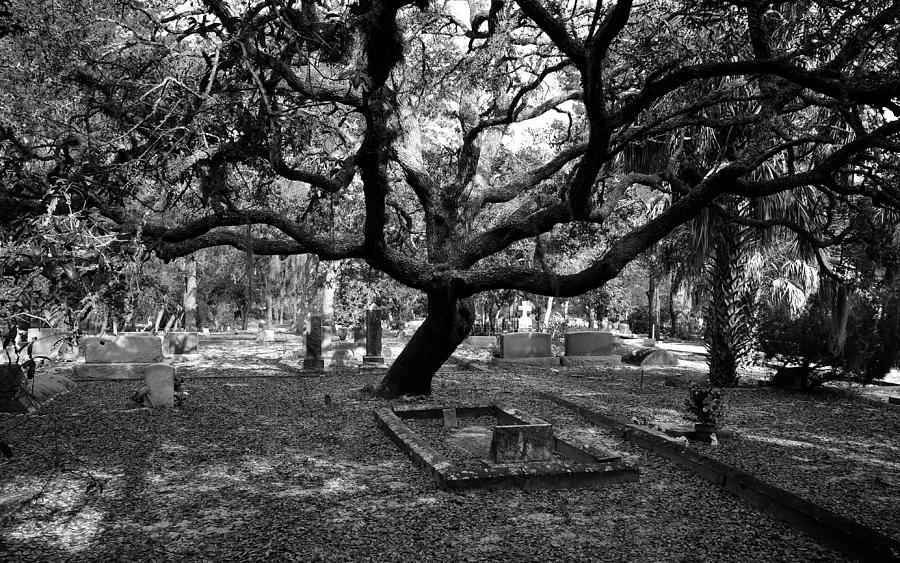Resting under the great oak Photograph by David Lee Thompson
