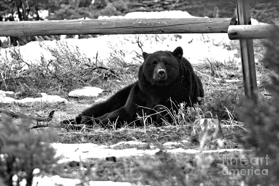 Resting Under The Wooden Fence Black And White Photograph by Adam Jewell