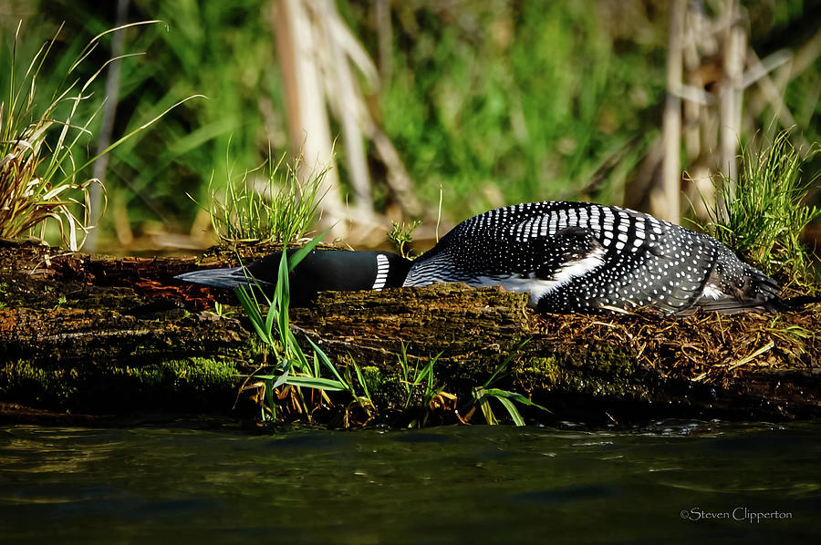 Resting While Nesting Photograph by Steven Clipperton