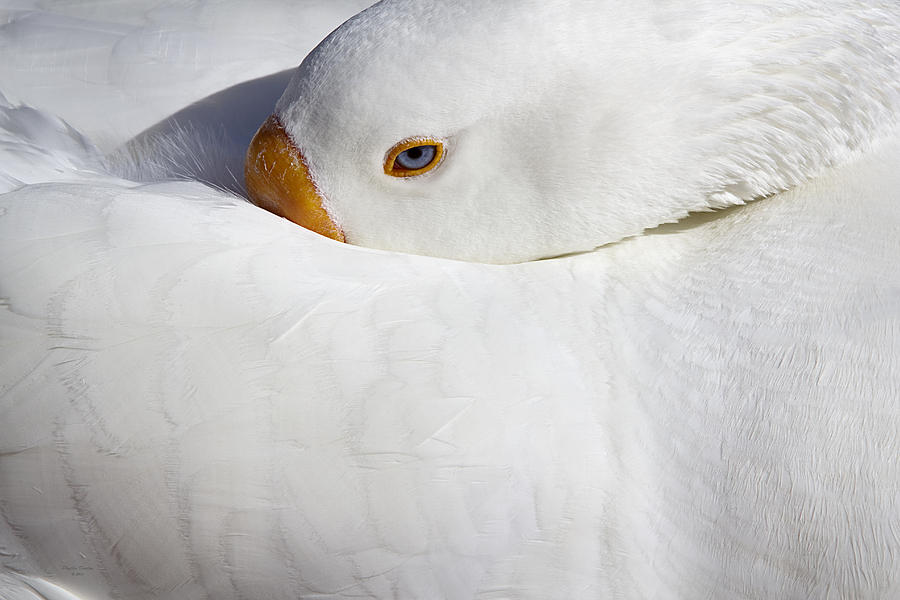 Resting White Goose  Photograph by Phyllis Denton