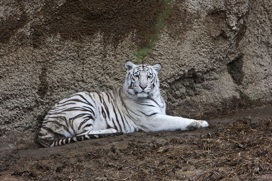 Resting White Tiger Photograph by Douglas Barnett