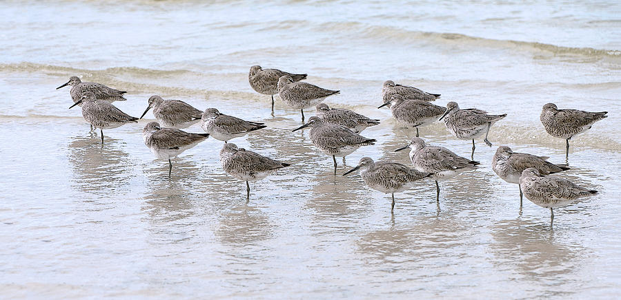 Willet Photograph - Resting Willets by Gordon Ripley