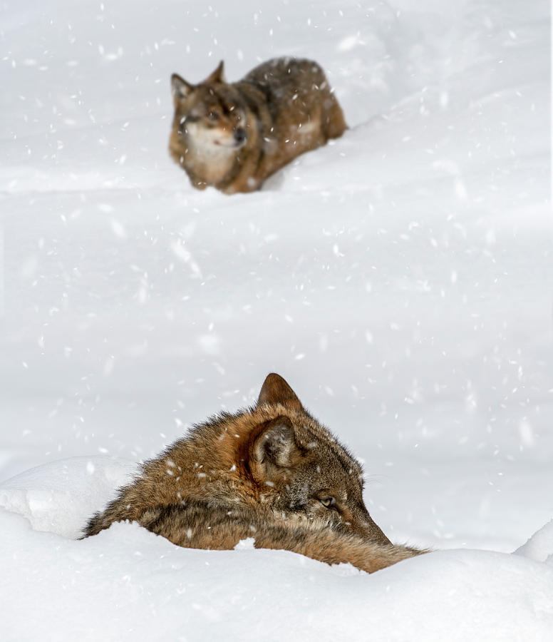 Resting Wolf Photograph by Arterra Picture Library