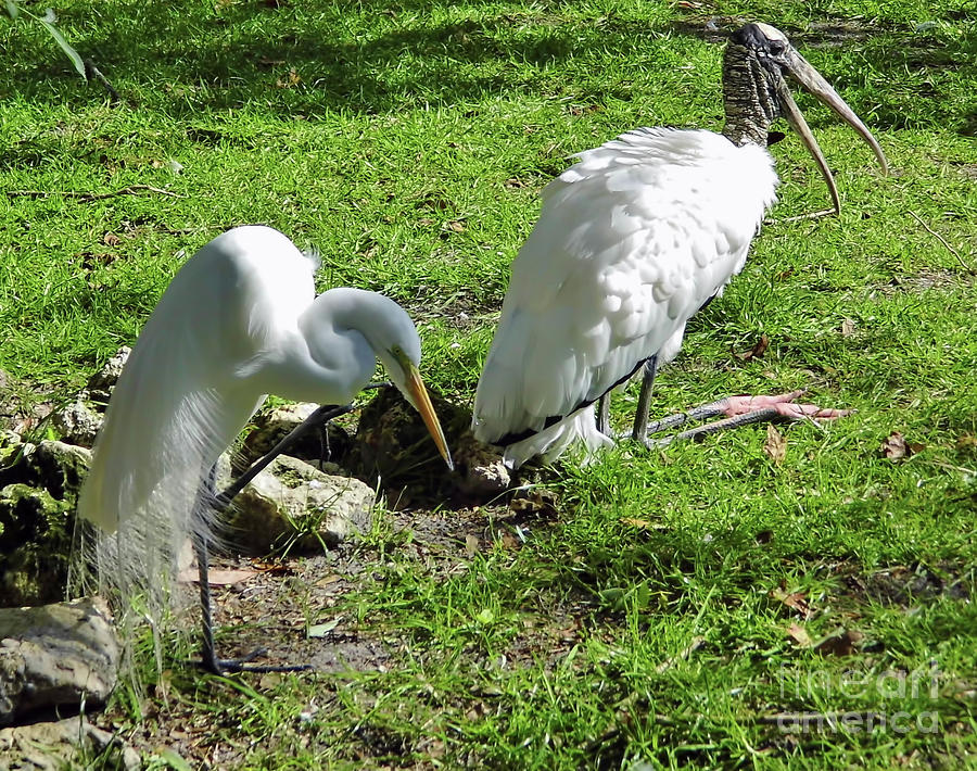 Resting Wood Stork and White Egret Photograph by D Hackett