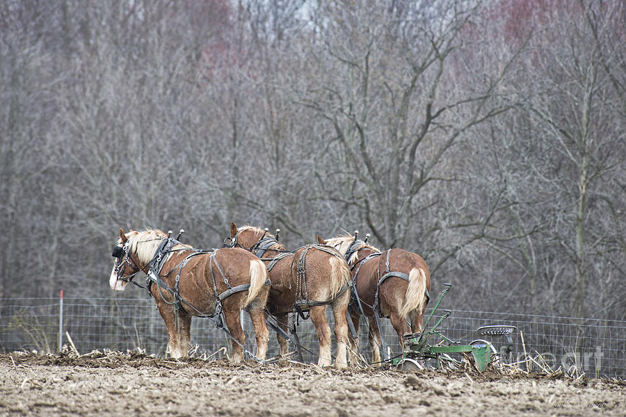 Resting Work Horses Photograph by David Arment