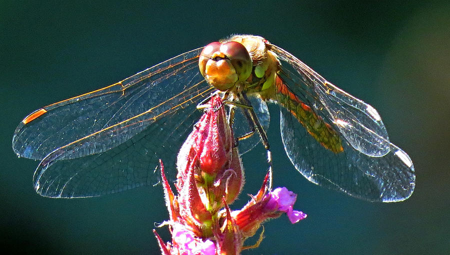 Resting Dragonfly3 Photograph by John Topman