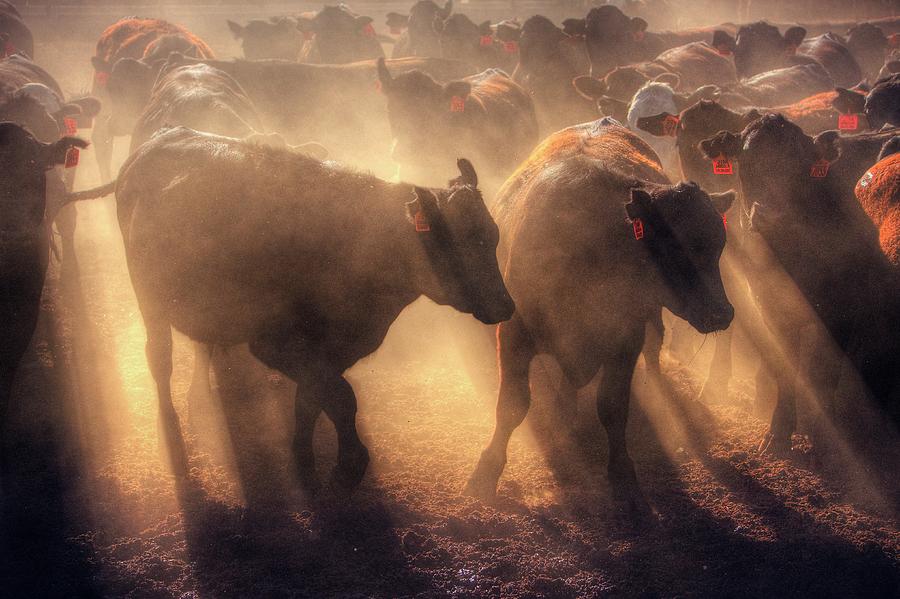 Restless cattle at sunset by Quality HDR Photography Restless cattle at sunset by Quality HDR Photography