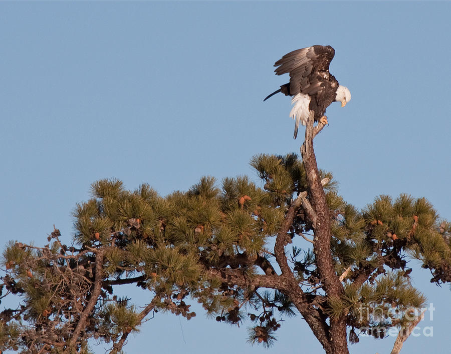 Restless Eagle Photograph by David Bishop