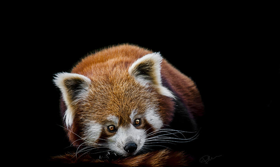 Wildlife Photograph - Restless by Paul Neville